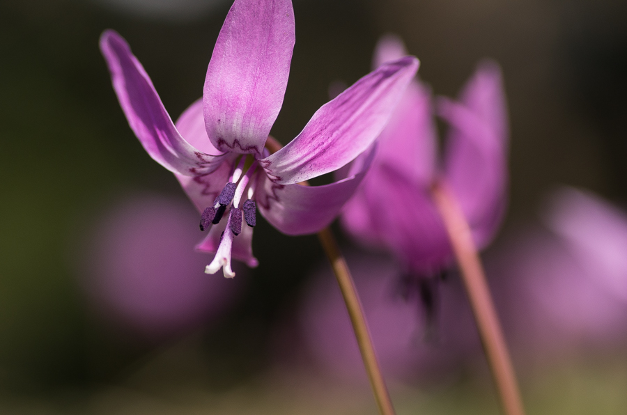 IMGP3359.jpg(300773 byte)