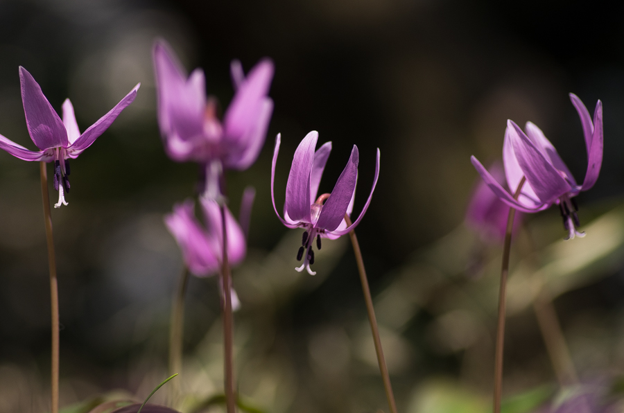 IMGP3363.jpg(288023 byte)