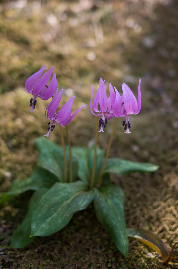 IMGP3389.jpg(365191 byte)