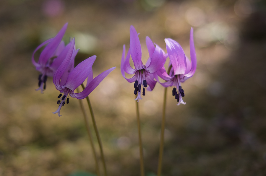 IMGP3392.jpg(274721 byte)