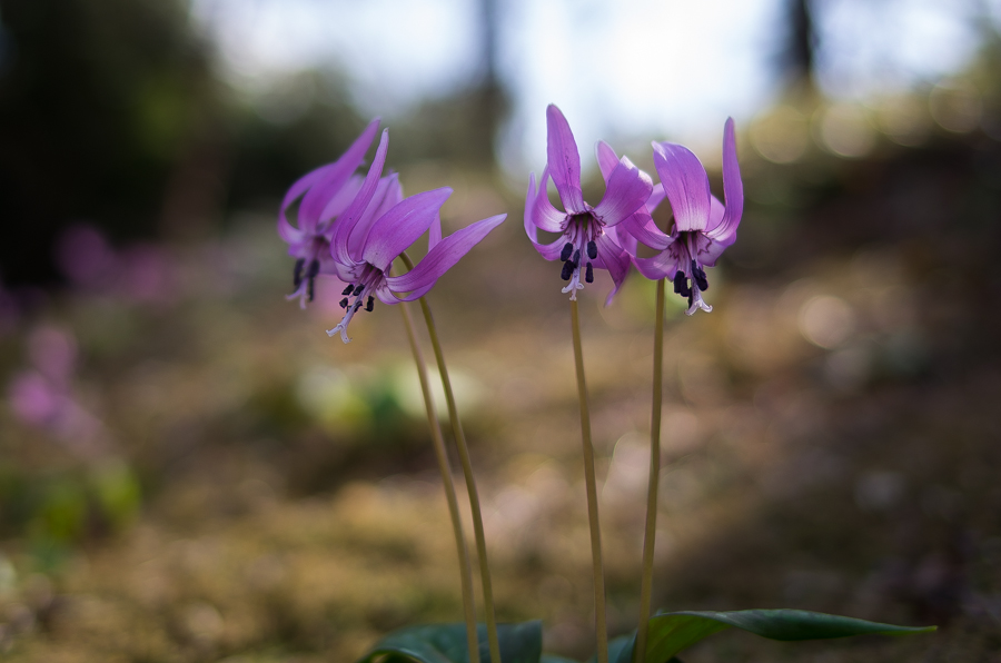 IMGP3399.jpg(284236 byte)