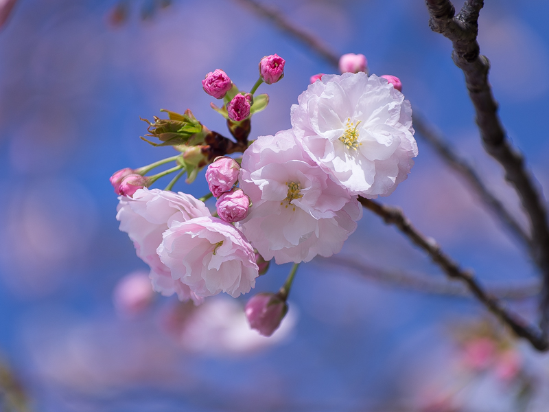 IMGP4055.jpg(300431 byte)