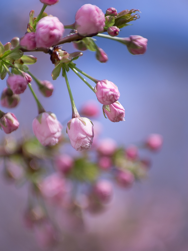 IMGP4057.jpg(286081 byte)