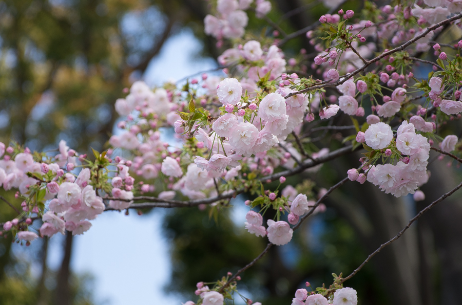 IMGP4070.jpg(456402 byte)