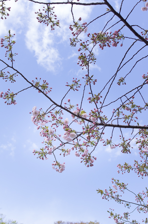 IMGP4083.jpg(526905 byte)