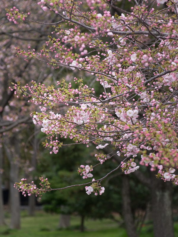 IMGP4102.jpg(590363 byte)