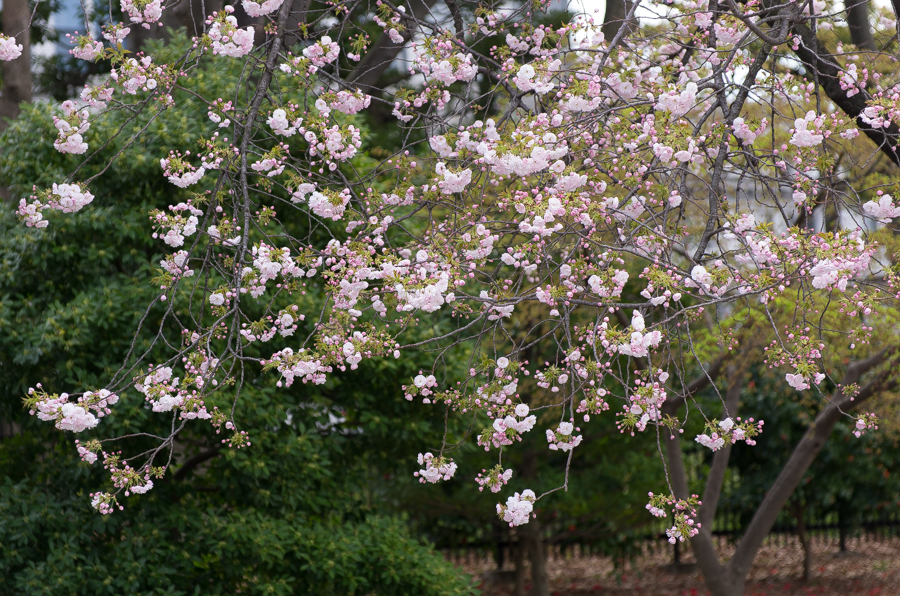 IMGP4108.jpg(761145 byte)