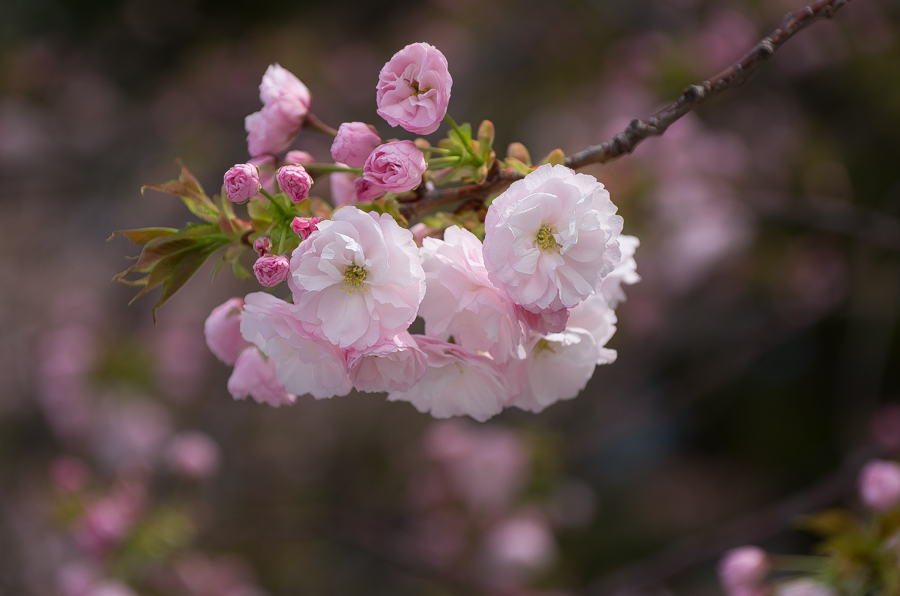 IMGP4111.jpg(299873 byte)