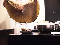 �@�̗t��݂���