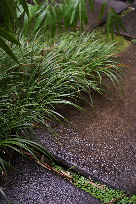 IMGP0048.jpg(299390 byte)