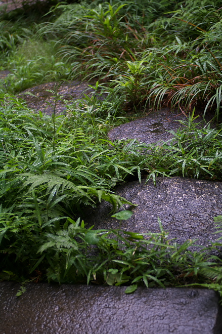 IMGP0050.jpg(301600 byte)