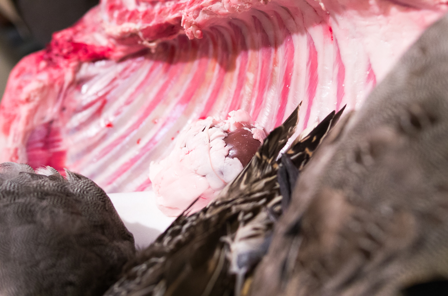 IMGP2524.jpg(396252 byte)