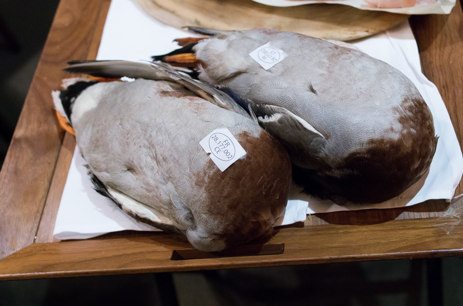 IMGP9681.jpg(350292 byte)