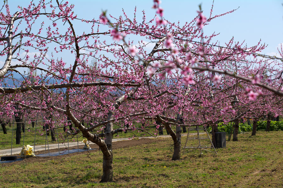 pic1.jpg(133065 byte)