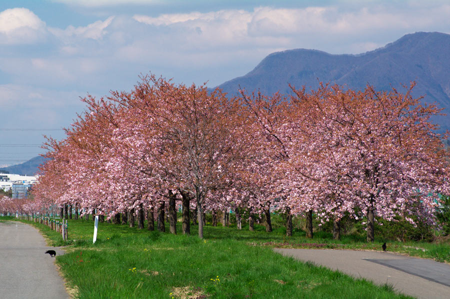 pic2.jpg(97107 byte)