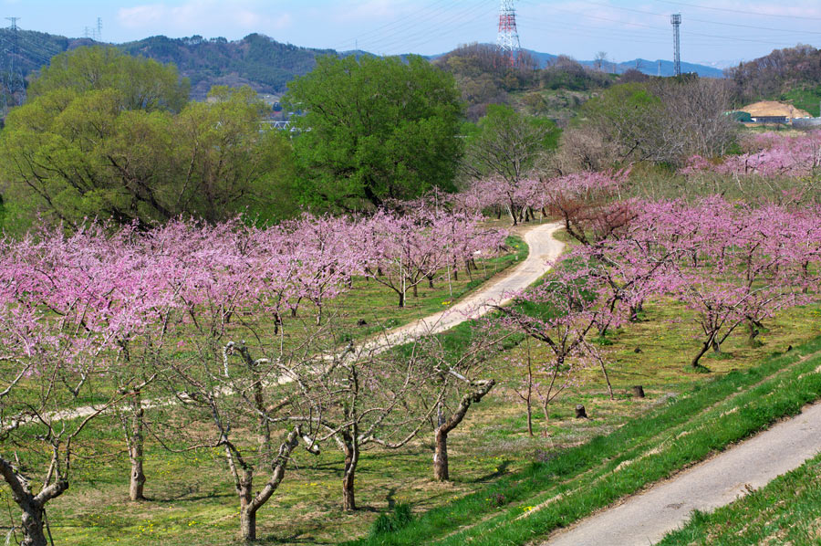 pic3.jpg(98777 byte)