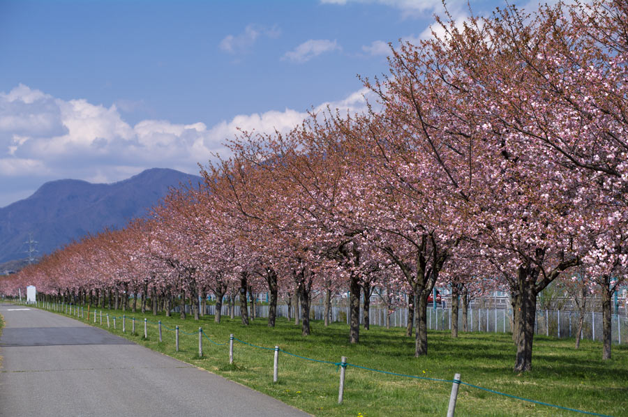 pic7.jpg(135006 byte)