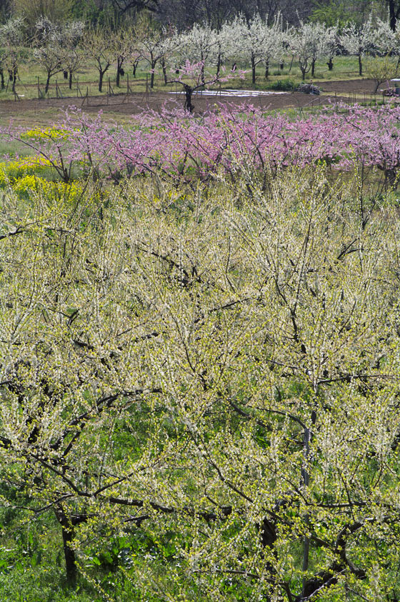 pic8.jpg(171089 byte)