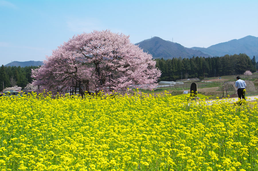 pic1.jpg(133065 byte)