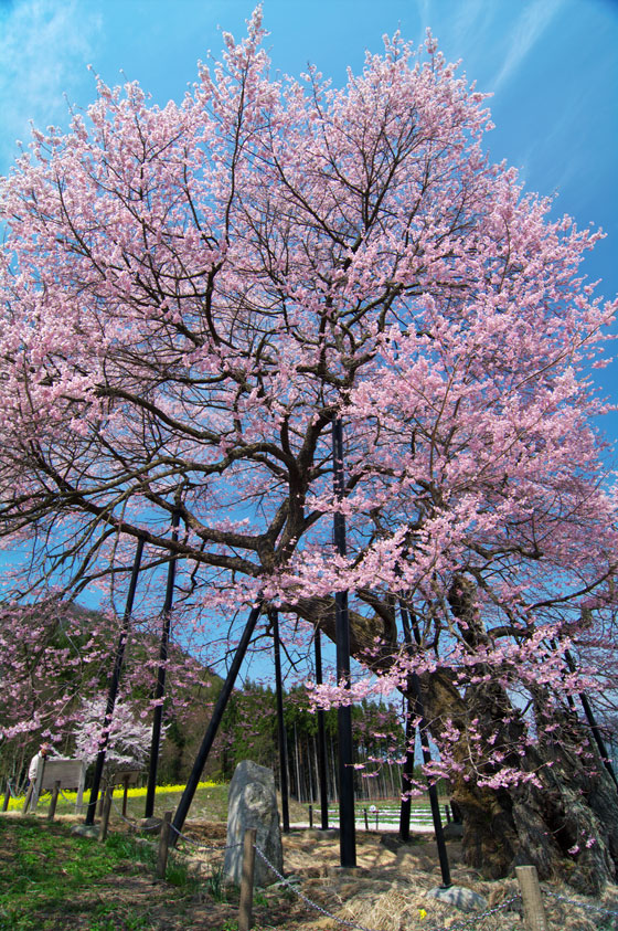 pic1.jpg(133065 byte)