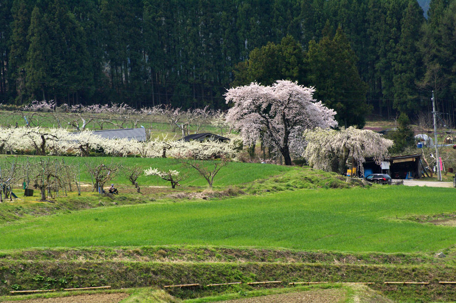 pic1.jpg(133065 byte)