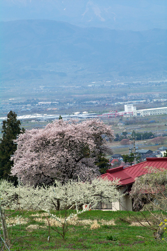 pic1.jpg(133065 byte)