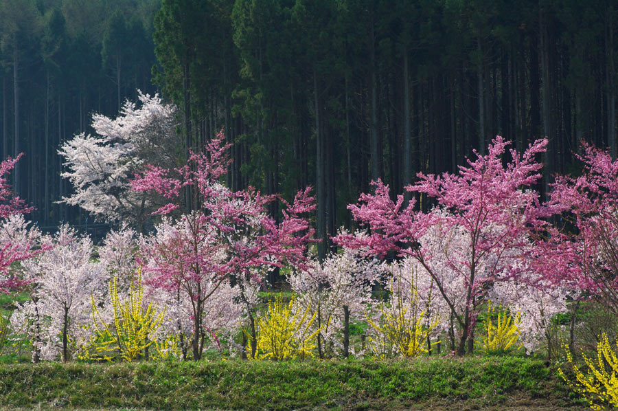 pic2.jpg(97107 byte)