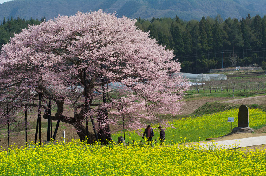 pic7.jpg(135006 byte)