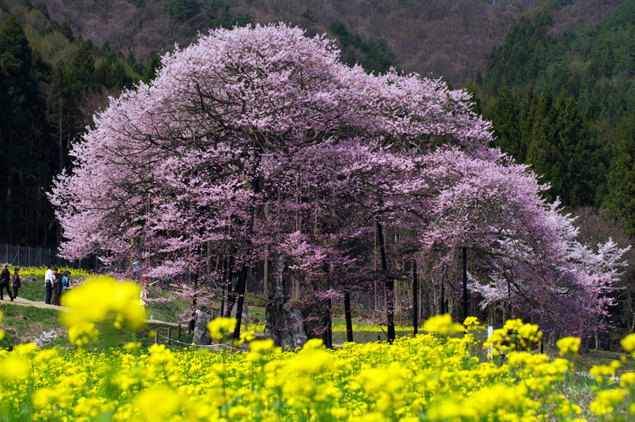 pic8.jpg(171089 byte)