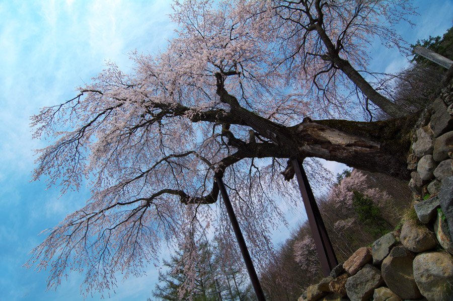 pic1.jpg(133065 byte)