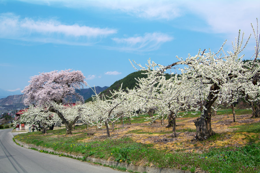 pic1.jpg(133065 byte)