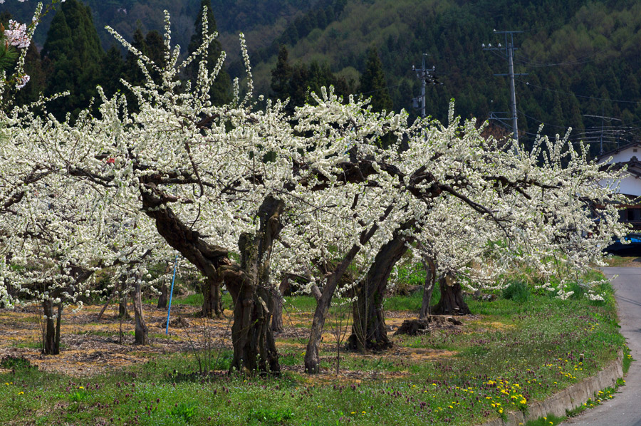 pic1.jpg(133065 byte)