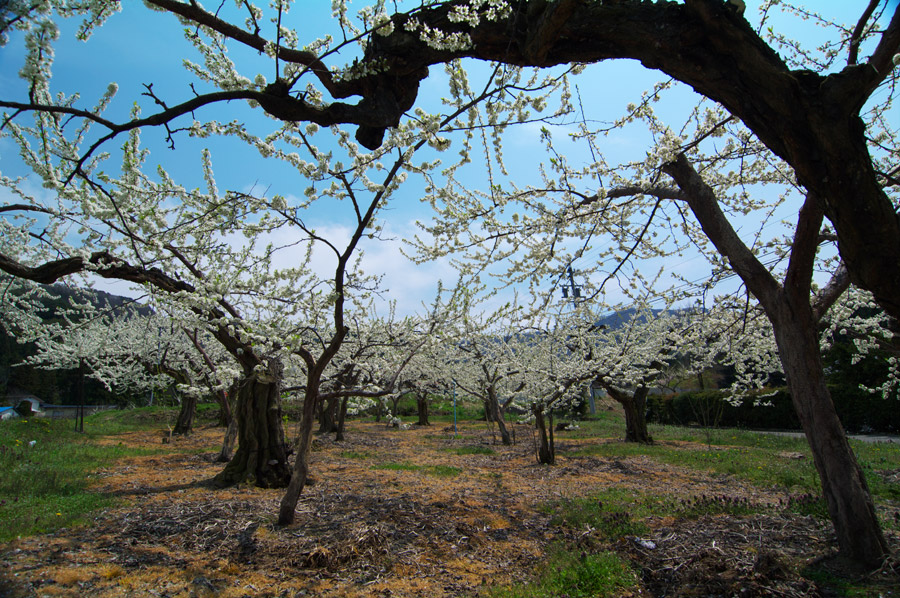 pic1.jpg(133065 byte)