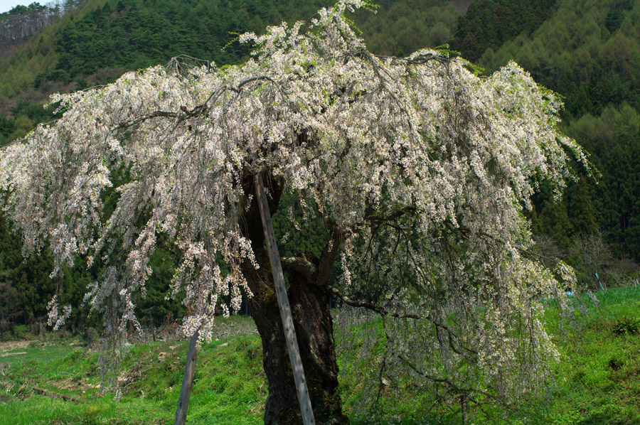 pic1.jpg(133065 byte)