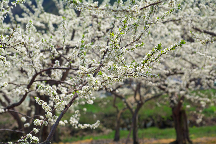 pic1.jpg(133065 byte)