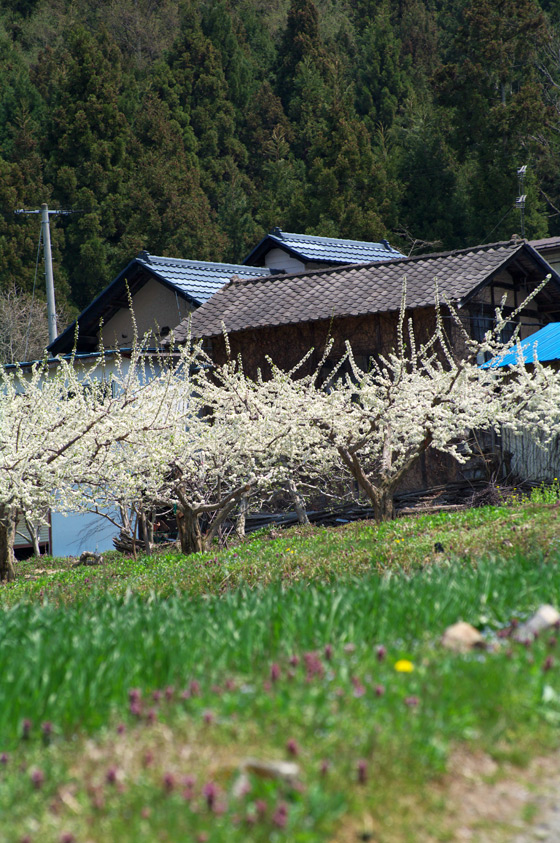 pic1.jpg(133065 byte)