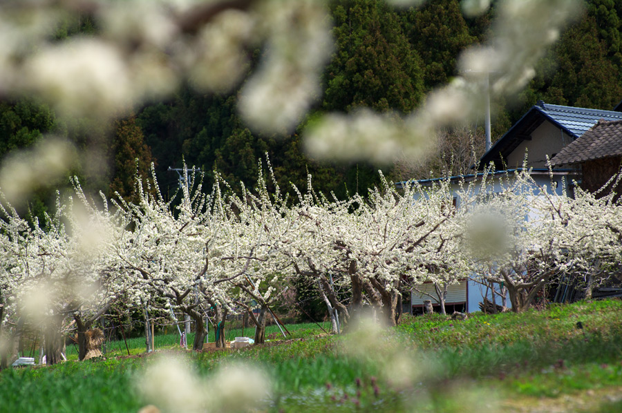 pic1.jpg(133065 byte)