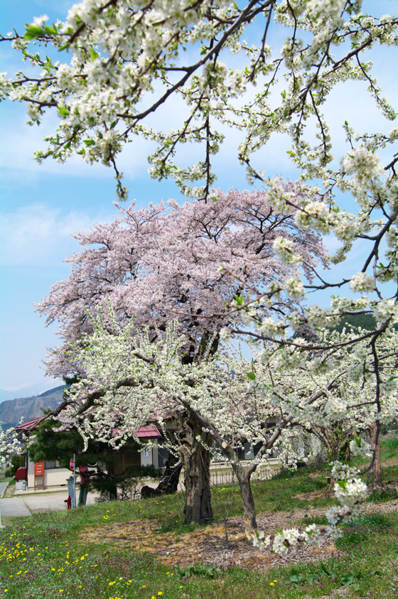 pic2.jpg(97107 byte)