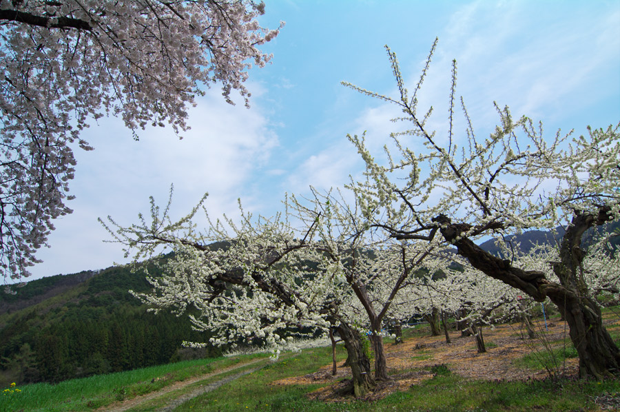 pic3.jpg(98777 byte)