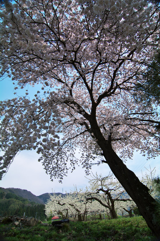 pic6.jpg(152748 byte)