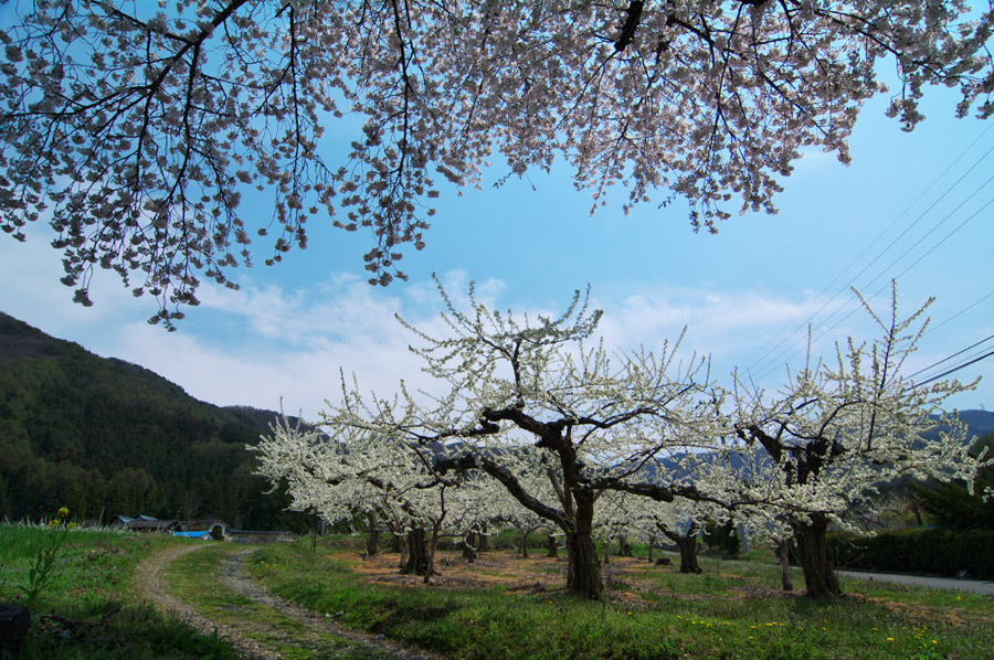 pic8.jpg(171089 byte)