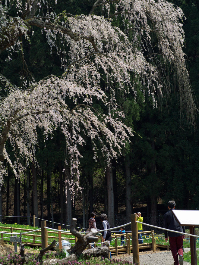 pic1.jpg(133065 byte)