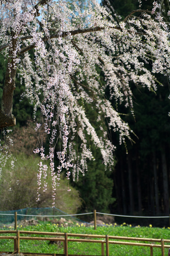 pic1.jpg(133065 byte)