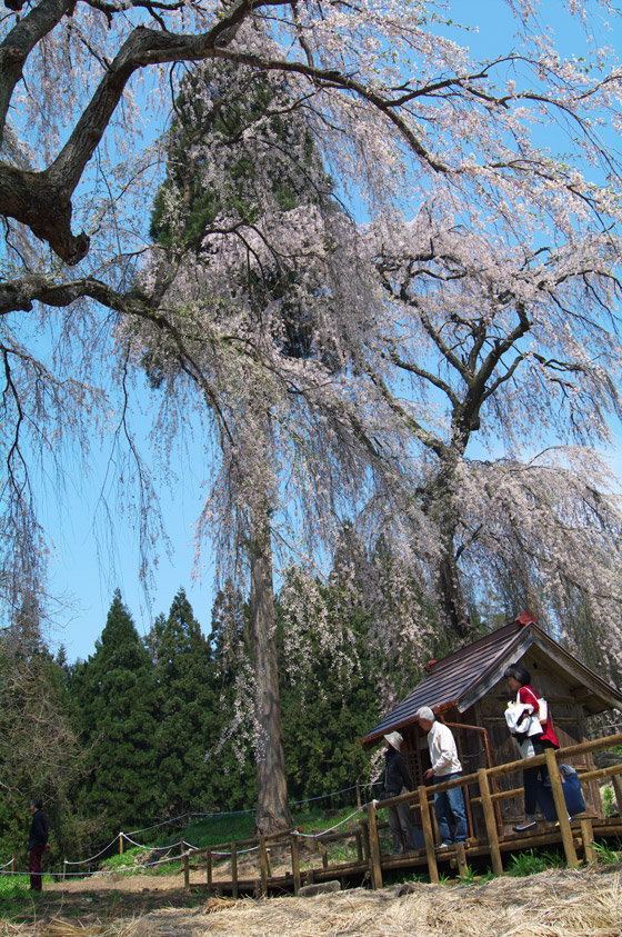 pic1.jpg(133065 byte)