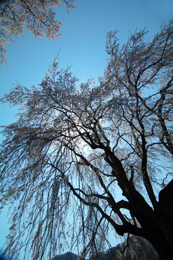 pic1.jpg(133065 byte)