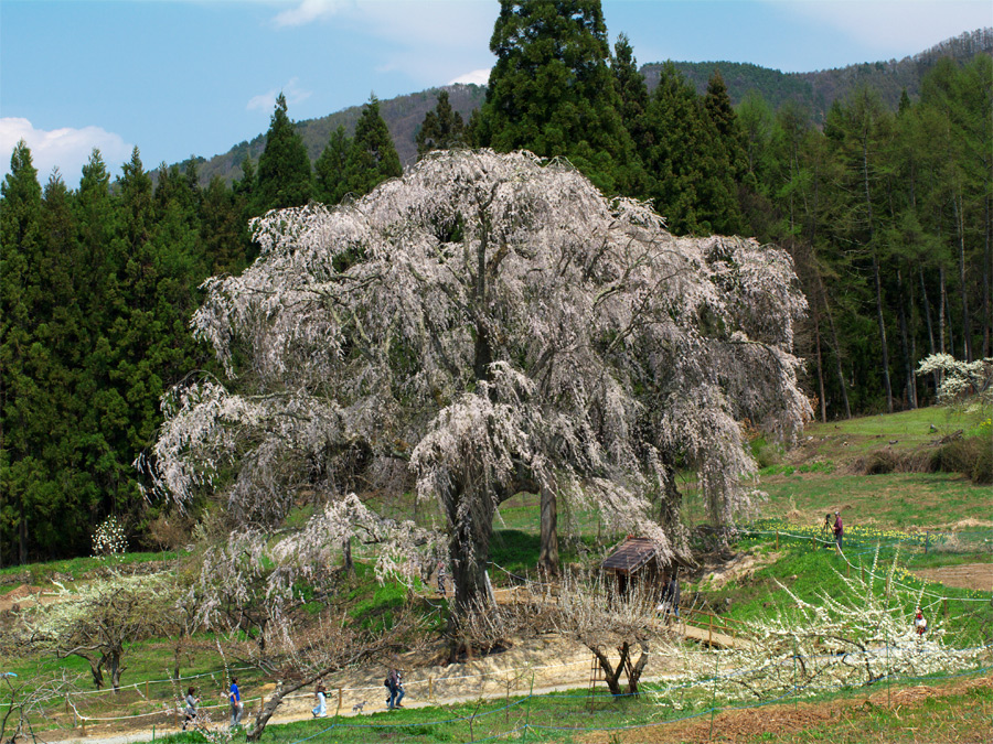 pic4.jpg(135897 byte)