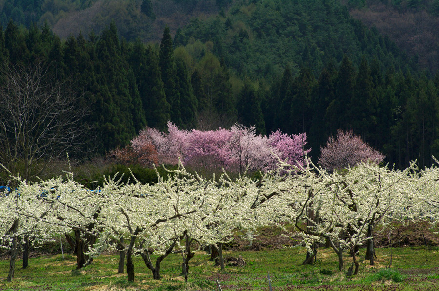 pic1.jpg(133065 byte)