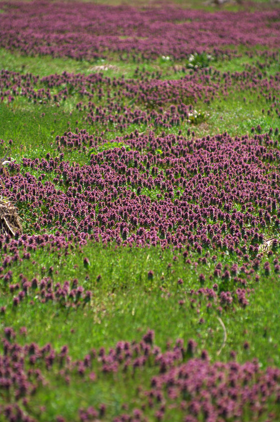 pic2.jpg(97107 byte)