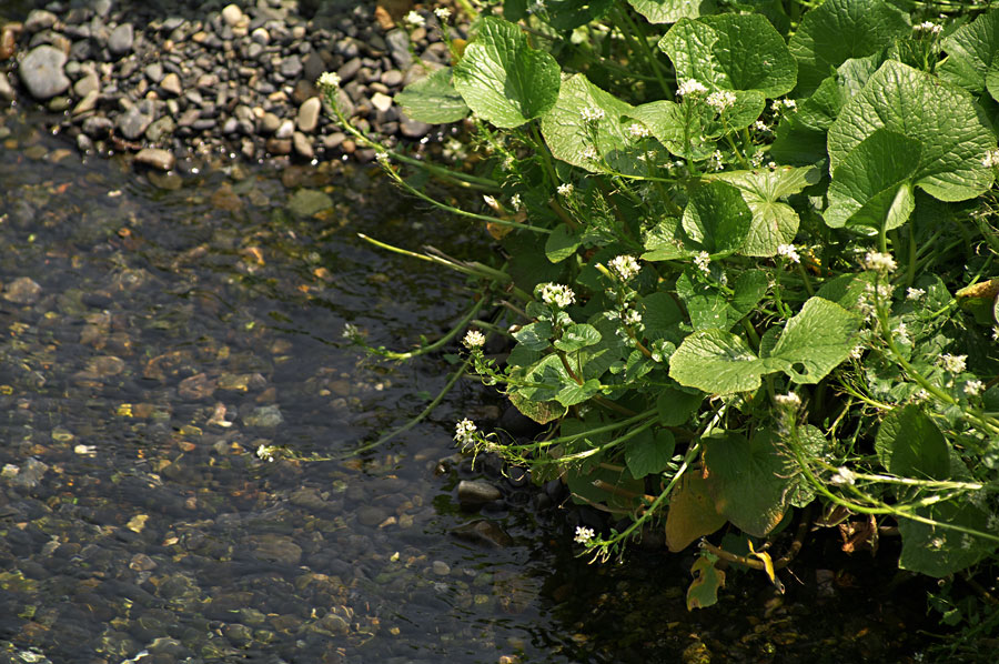 pic6.jpg(152748 byte)