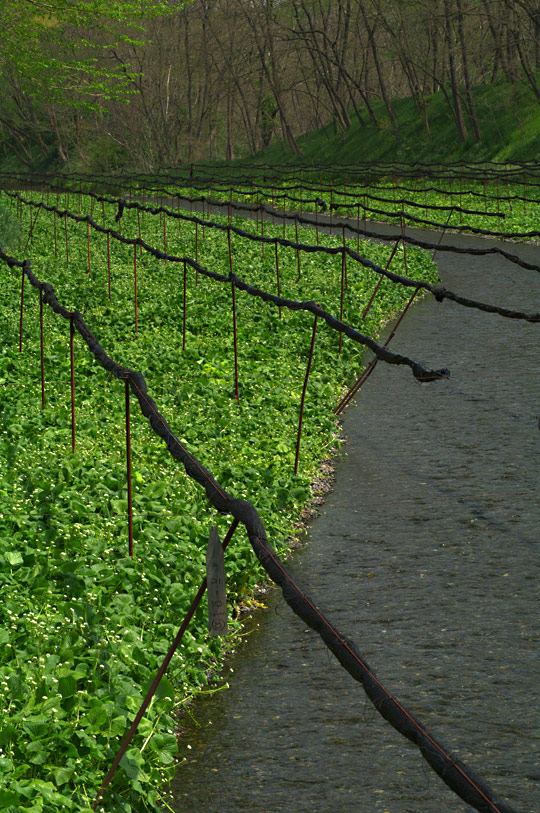 pic6.jpg(152748 byte)